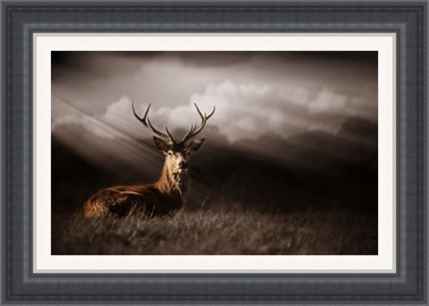 Picture of Deer Bathed In Sunrays 